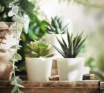 Plastic Artificial Plants Mini, Succulent Potted Faux Decorative Grass Plant For Home Decor (Pack Of 3), Green - Image 2